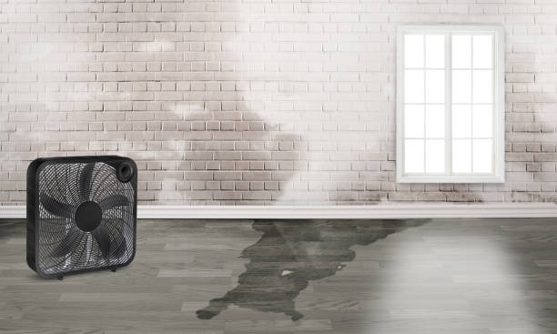 Best Ceiling water damage repair  in Trenton, MI